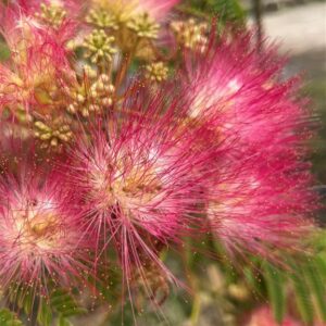 Albizia julibrissin