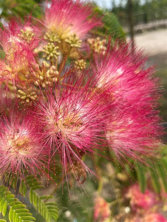 Albizia julibrissin