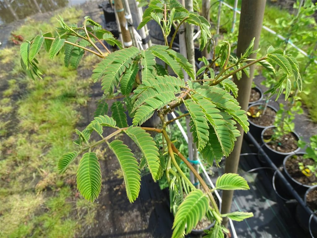 Albizia julibrissin