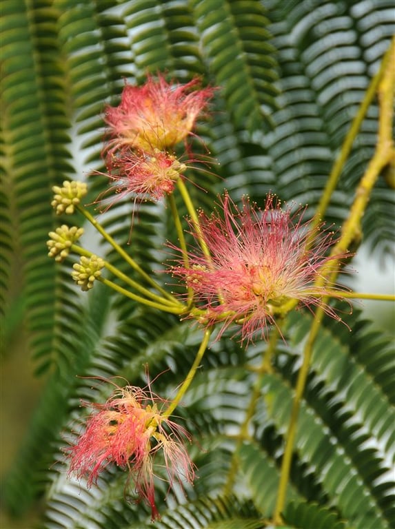 Albizia julibrissin