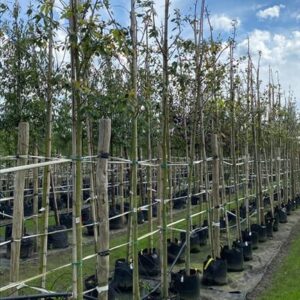 Amelanchier laevis ‘Snowflakes’