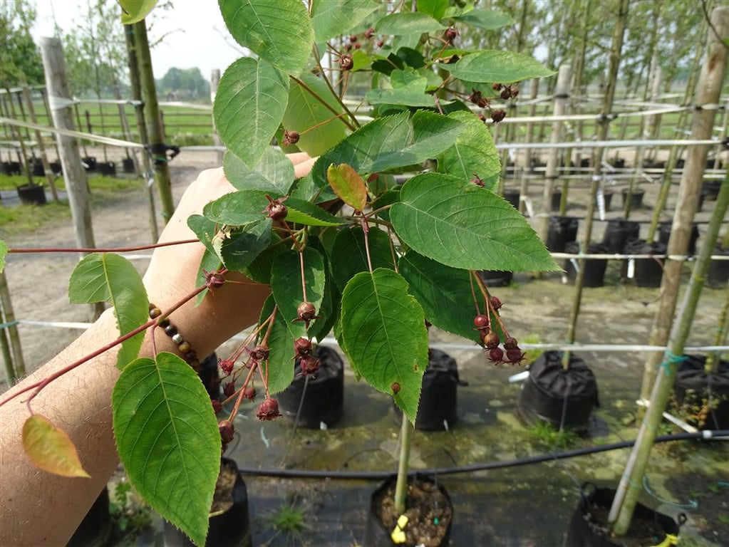 Amelanchier laevis ‘Snowflakes’