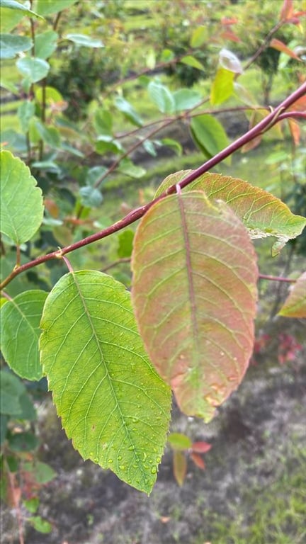 Amelanchier laevis ‘Snowflakes’