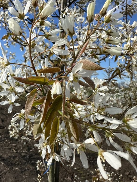 Amelanchier lamarckii