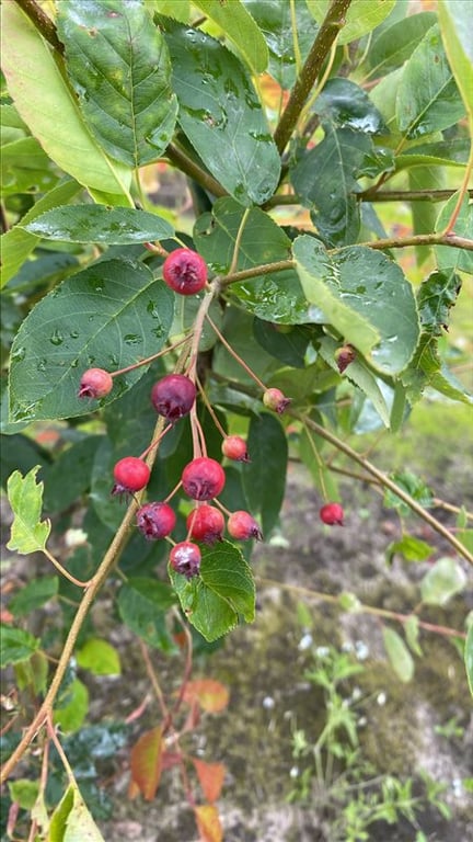 Amelanchier lamarckii