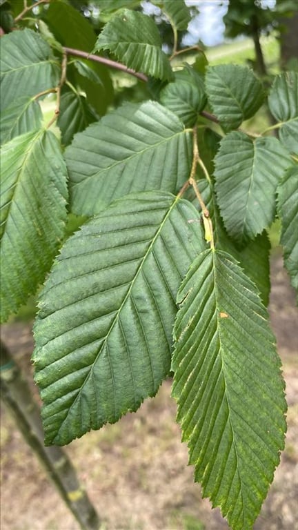 Carpinus bet. ‘Lucas’