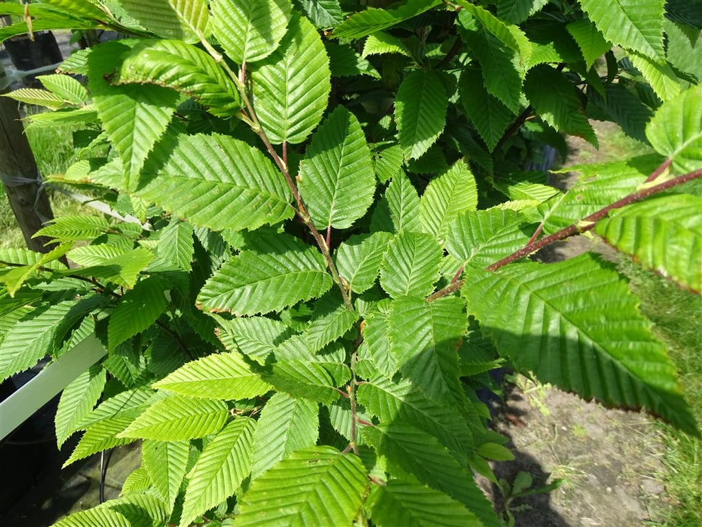 Carpinus bet. ‘Lucas’