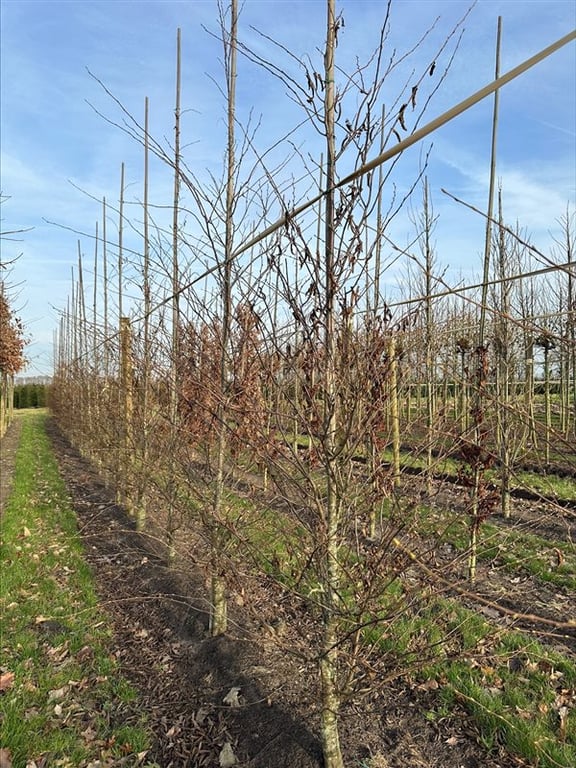 Carpinus japonica