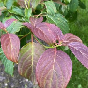 Cornus controversa