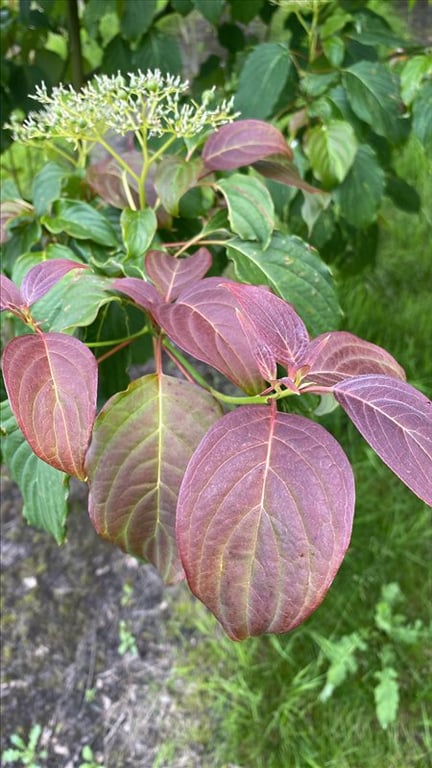 Cornus controversa