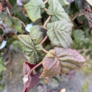 Corylus ‘Red Majestic’