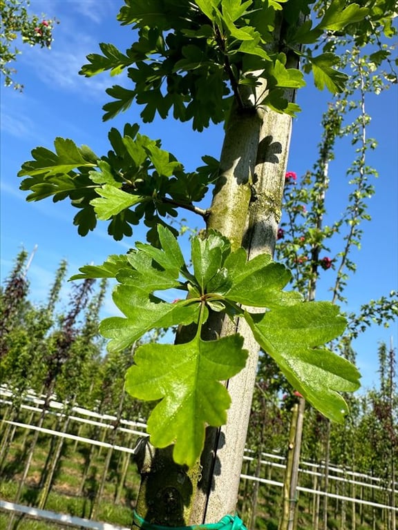 Crataegus laevigata