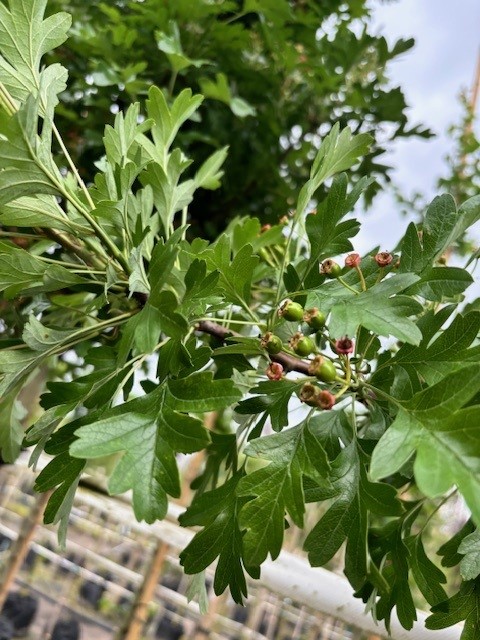 Crataegus monogyna ‘Stricta’