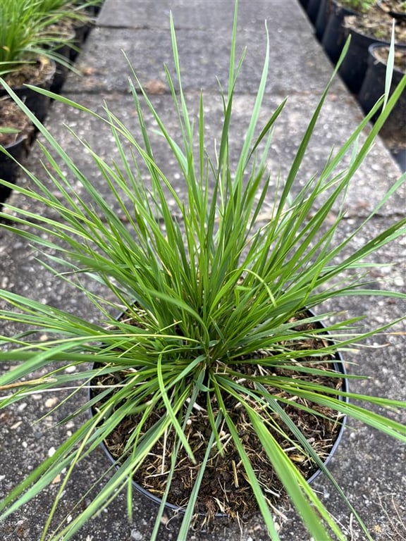 Deschampsia cesp. ‘Bronzeschleier’