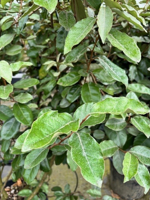 Elaeagnus ebb. ‘Compacta’