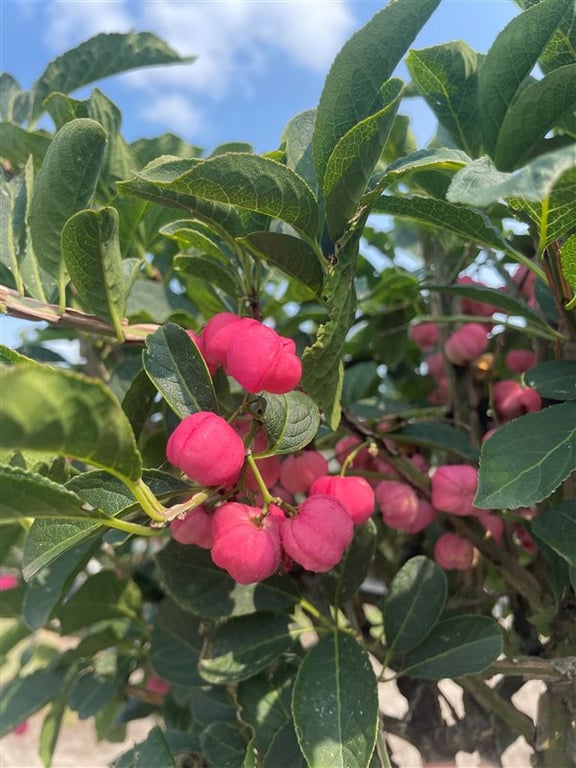 Euonymus phellomanus