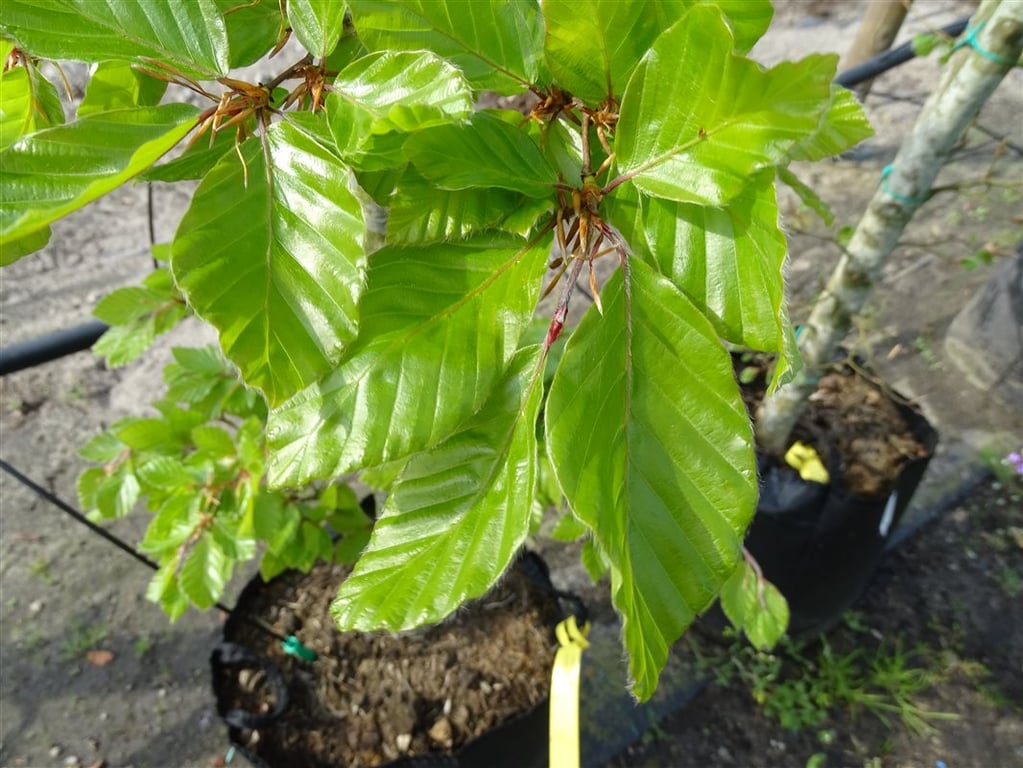 Fagus sylvatica