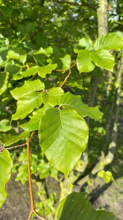 Fagus sylvatica