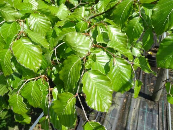 Fagus sylvatica