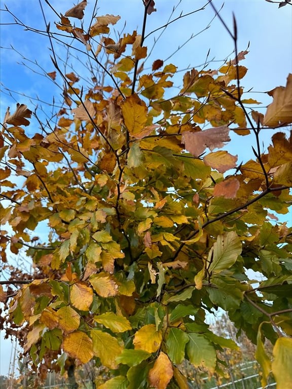 Fagus sylvatica