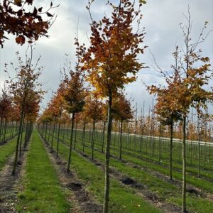 Fagus sylvatica