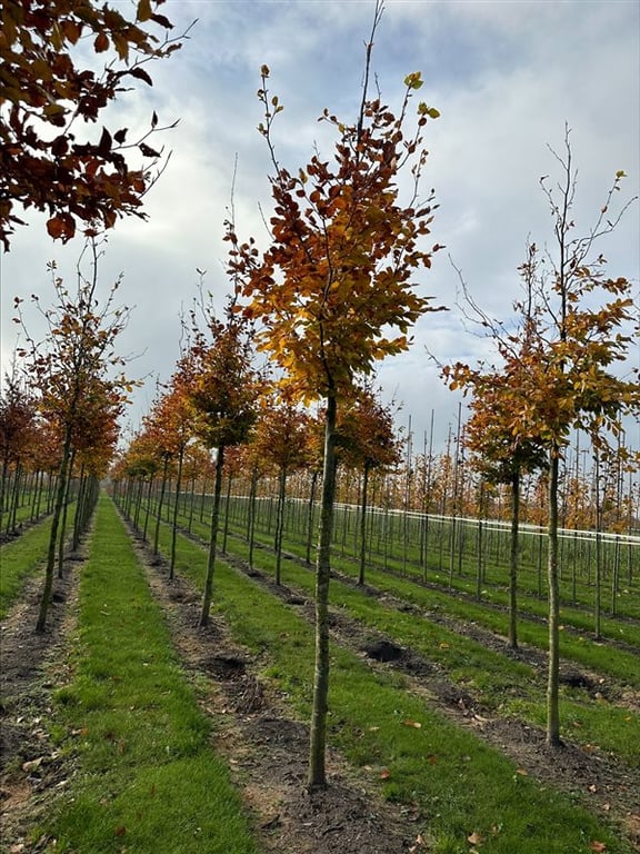 Fagus sylvatica