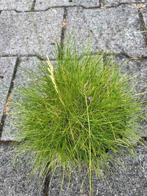 Festuca gautieri