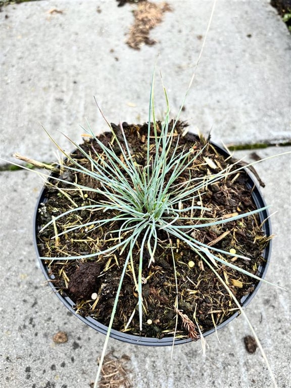 Festuca glauca ‘Elijah Blue’