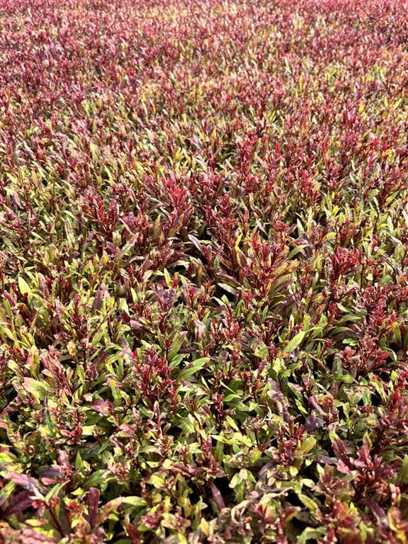 Gaura l. Gaudi Red