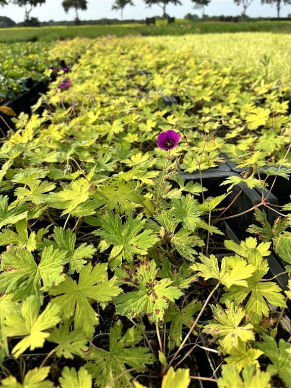 Geranium ‘Ann Folkard’