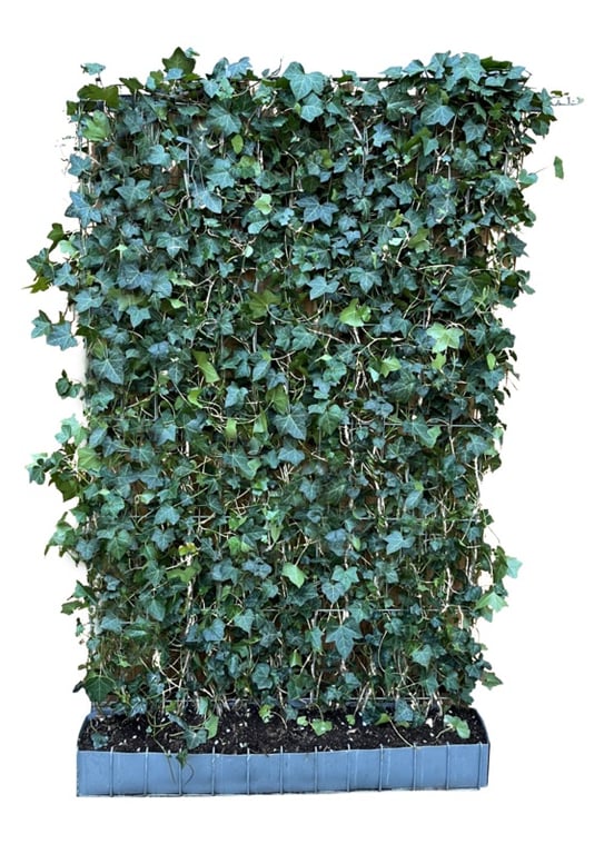 Hedera hel. ‘Woerner’