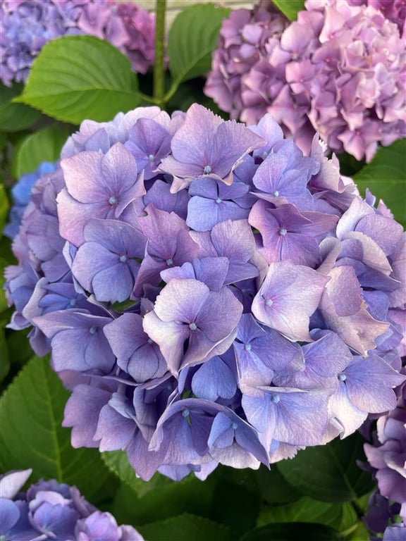 Hydrangea m. ‘Hamburg’