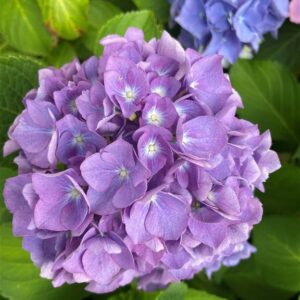 Hydrangea m. ‘Renate Steiniger’