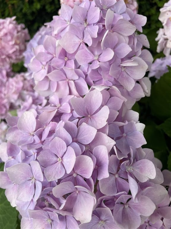 Hydrangea s. ‘Preziosa’