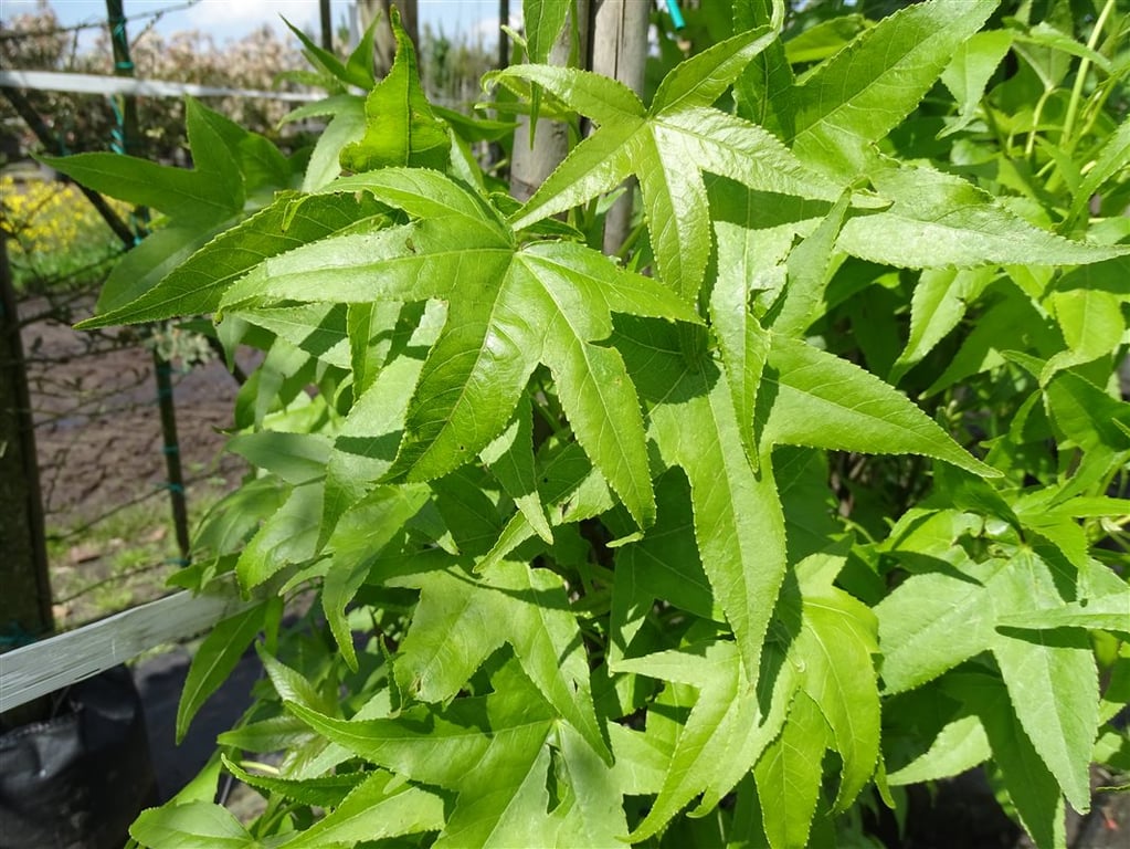 Liquidambar s. ‘SlenderSilhouette’