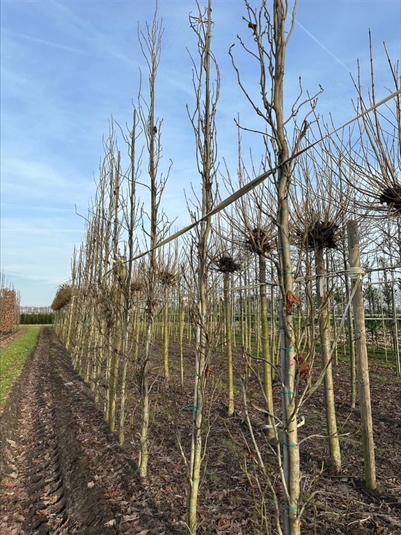 Liquidambar s. ‘SlenderSilhouette’