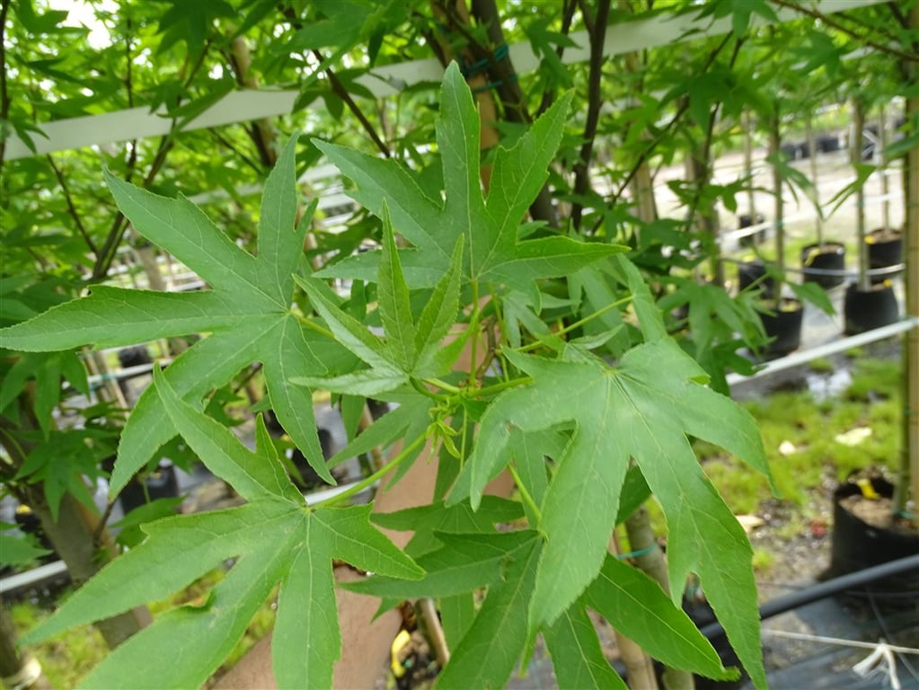 Liquidambar s. ‘Worplesdon’