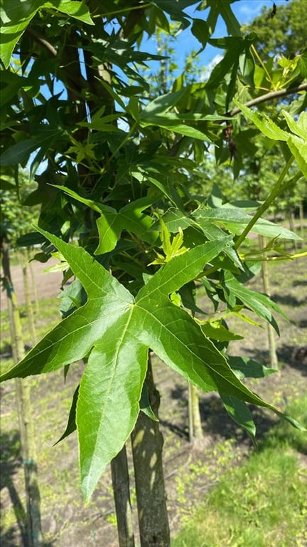 Liquidambar s. ‘Worplesdon’