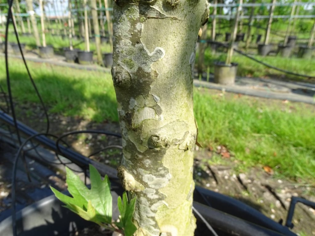 Liquidambar s. ‘Worplesdon’