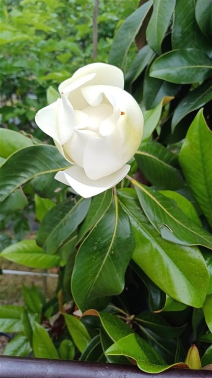 Magnolia grand. ‘Galissonnière’