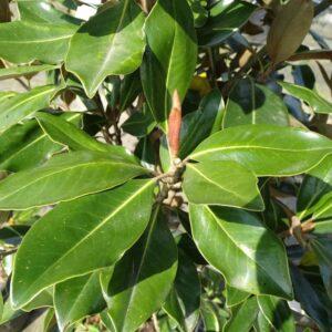 Magnolia grand. ‘Galissonnière’