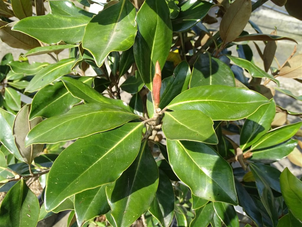 Magnolia grand. ‘Galissonnière’