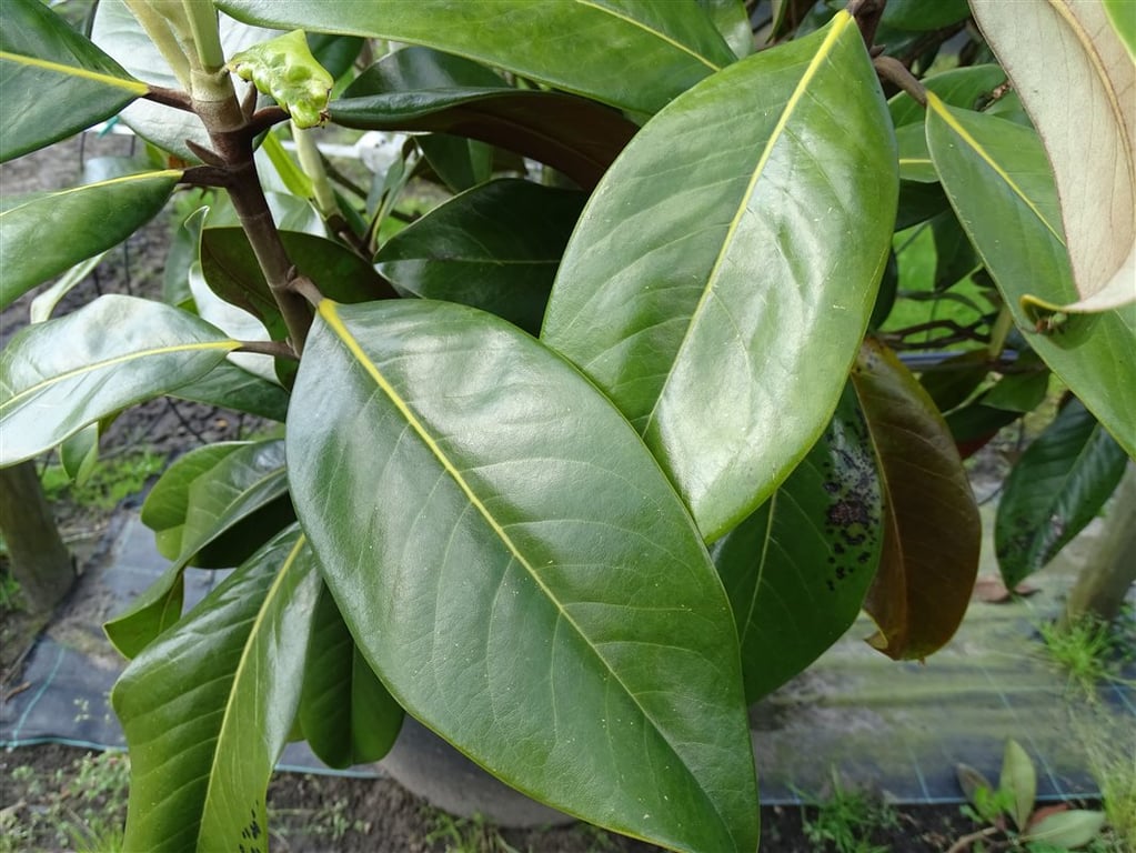 Magnolia grand. ‘Galissonnière’