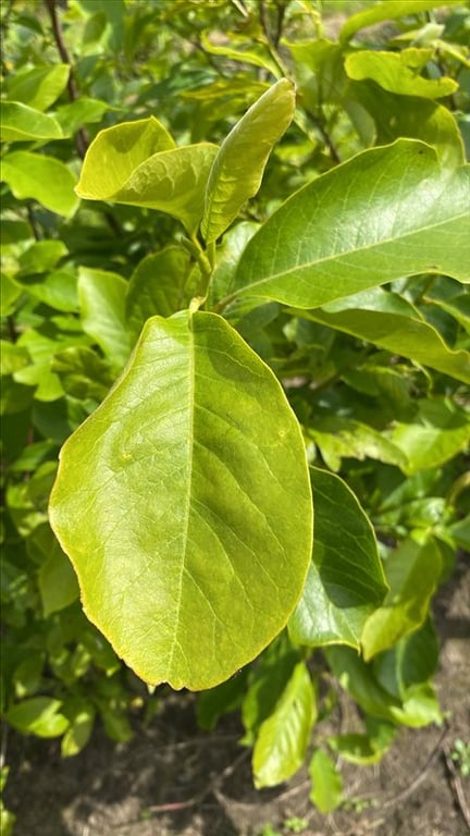 Magnolia soulangeana