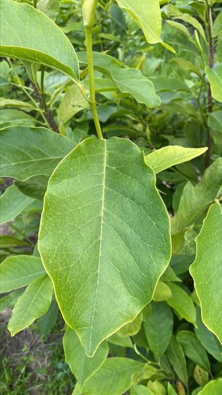 Magnolia soulangeana