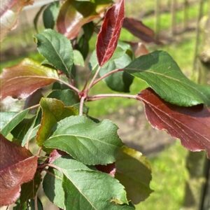 Malus ‘Rudolph’