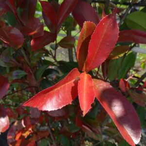 Photinia fraseri ‘Red Robin’