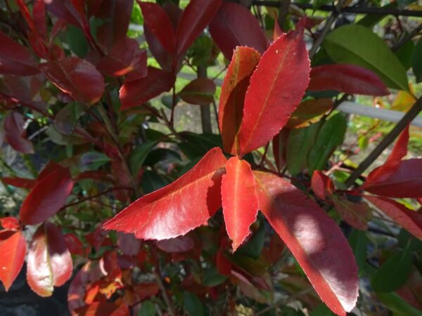 Photinia fraseri ‘Red Robin’