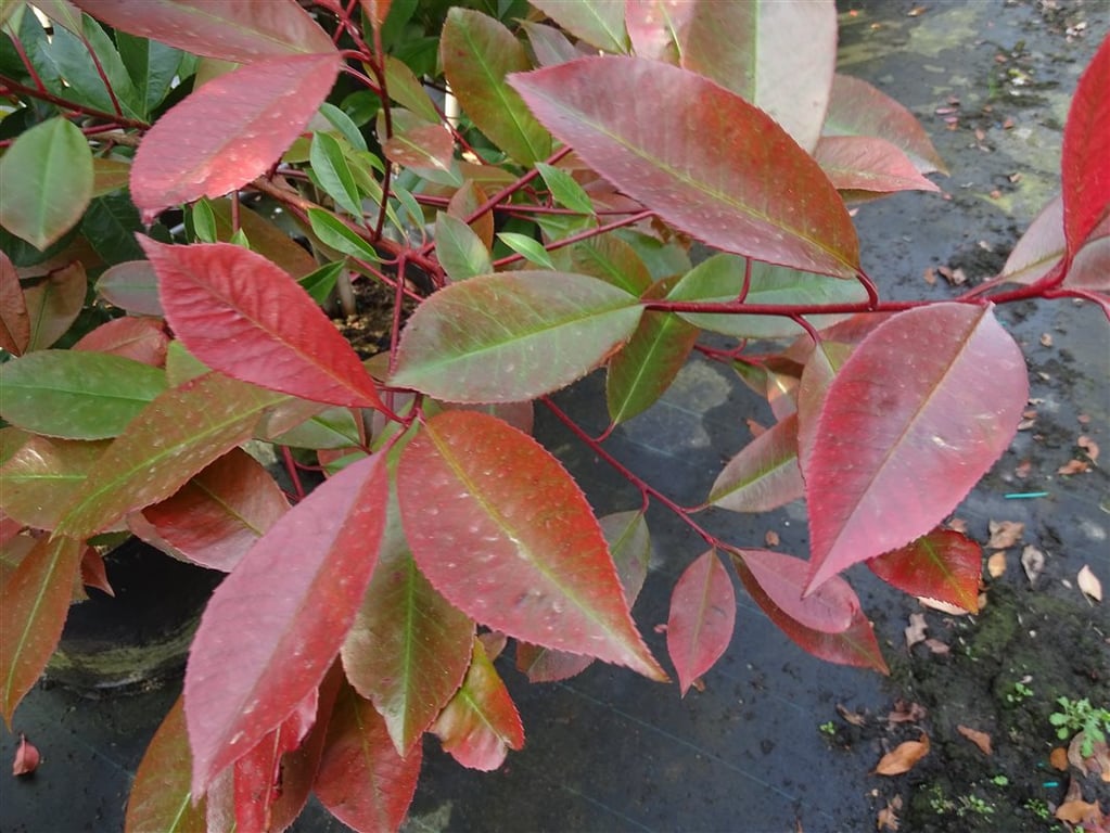 Photinia fraseri ‘Red Robin’