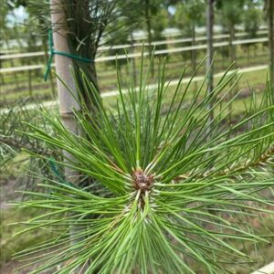 Pinus nigra